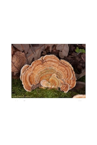 Şifa Hindikuyruğu Coriolus Versicolor 80 G