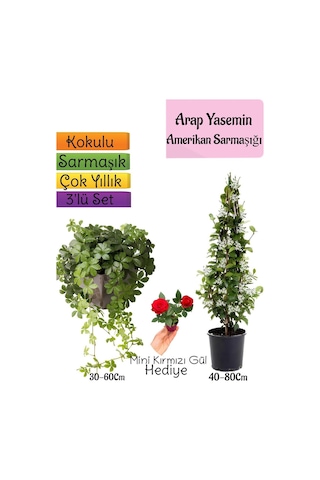 Avantajlı Ürün Kokulu Arap Yasemini Amerikan Sarmaşığı Itır Çiçeği 3'lü Bahçe Seti
