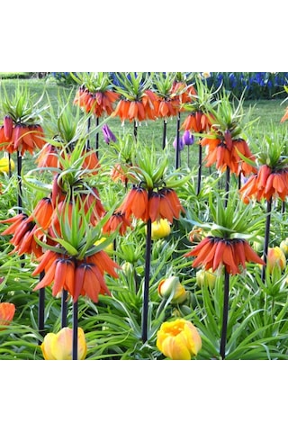 Kırmızı Renkli Fritillaria Rubra Ters Lale Soğanı 2 Adet