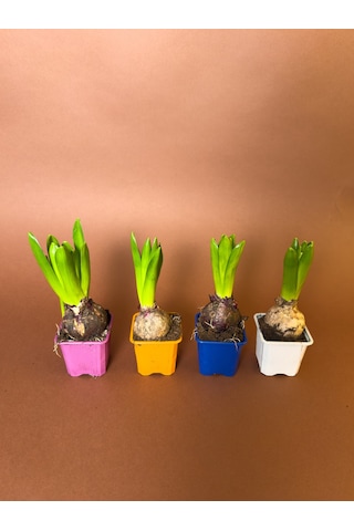 Sümbül Hyacinthus Orientalis 4'lü Set Saksıda Filizlenmiş Form