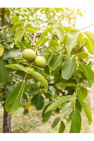 Aysenin Ceviz Yağı / Walnut Oil 50 ML.