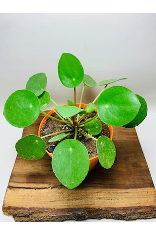 Pilea Salon Bitkisi Ke16