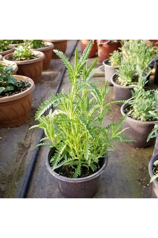 Lavanta Çiçeği Fidanı 2 Adet 10-20 Cm