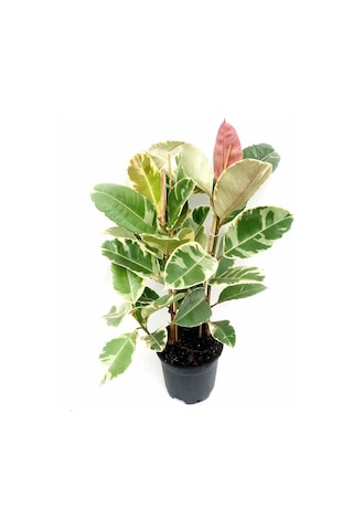 Alacalı Kauçuk Çiçeği 2'li 80-100cm
