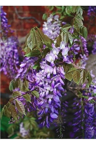 Göz Alıcı Çin Mor Salkım Fidanı 15-25 Cm,