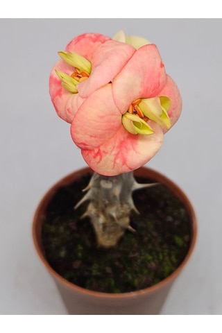 Taylanda Mili - Dikenler Tacı Iri Ebrulî Çiçek Açan Bitki Boyu 5-7 Cm'dir 5.5cm Saksılı-9088096634096