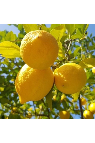 Tüplü Yarı Bodur Soğuklara Dayanıklı Karasal İklime Uygun Yediveren Limon Fidanı Tüplü Yarı Bodur Soğuklara Dayanıklı Karasal İklime Uygun Yediveren Limon Fidanı