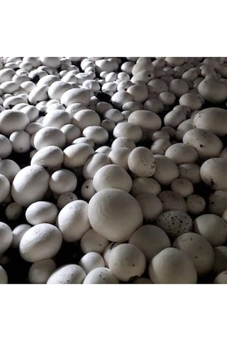 3000 Adet Beyaz Şapkalı Kültür Mantarı Tohumu