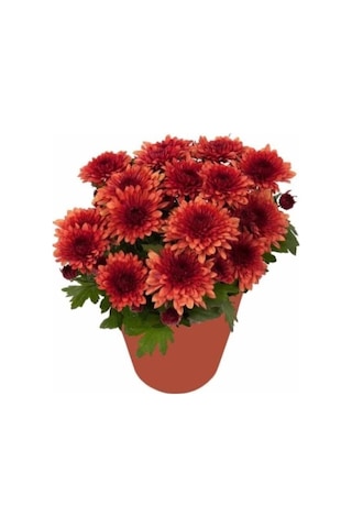 Bodur Kasımpatı Kırmızı Renk Saksılı 10-20 Cm