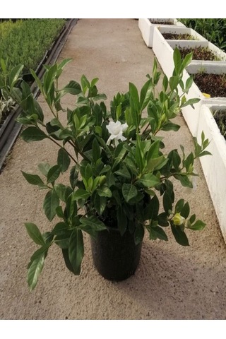 Videolu 1 Adet Salon Hediyesi Yoğun Kokulu Gardenya Çiçeği 20-40 Cm Saksılı Iç Mekan Gardenia