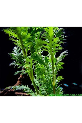 .hygrophila Difformis Çınar 10 Kök