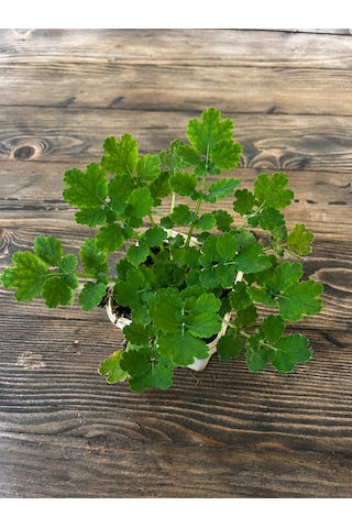 Kırlangıç Otu Fidesi Chelidonium Majus Canlı Bitki