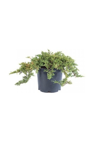 Yayılıcı Ardıç Juniperus Horizontalis - Yer Örtücü Bitki 10 Adet