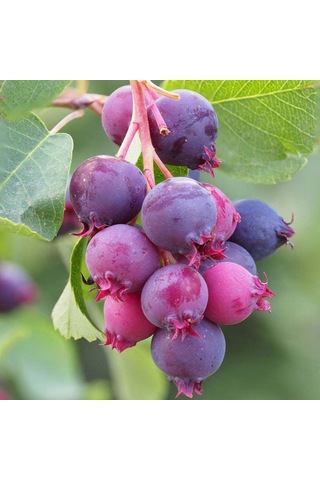 Saskaton Berry Fidanı 2 Adet