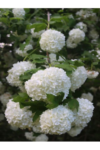 Videoluçınar Kartopu Çiçeği Fidanı 50 60 Cm 1 Adet Tüplü/saksılı Dış Mekan Hydrangea Hortensia