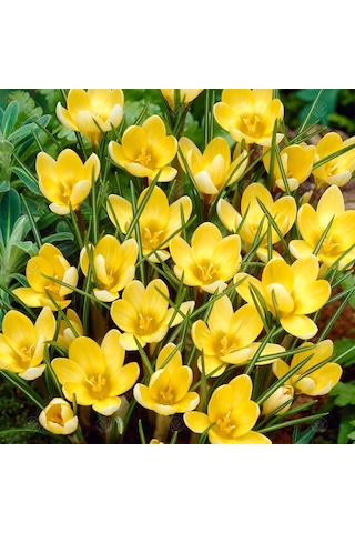 Crocus Romance Sarı Çiğdem Soğanı 15 Adet Soğan