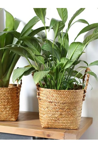 Home Set Ev Bitkileri İçin Saksı 284255663