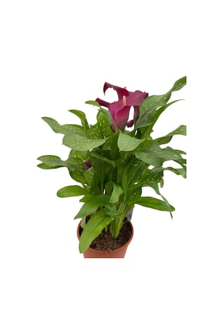 Gala Gelin Çiçeği Kırmızı 15-25 Cm