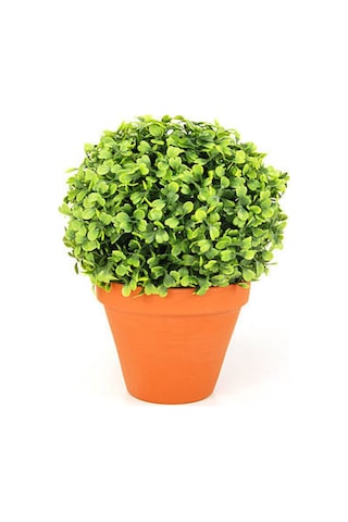 Videolu Çalı Şimşir Peyzaj Bitkisi 30 40cm 1 Adet Saksılı Dış Mekan Buxus Sempervirens