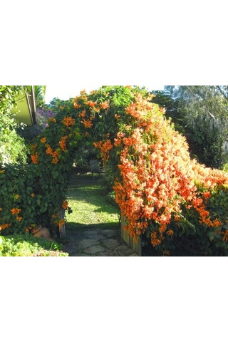 Acem Burusu Sarmaşığı Fidanı. Tüplü 40-60 Cm. Dikime Hazır