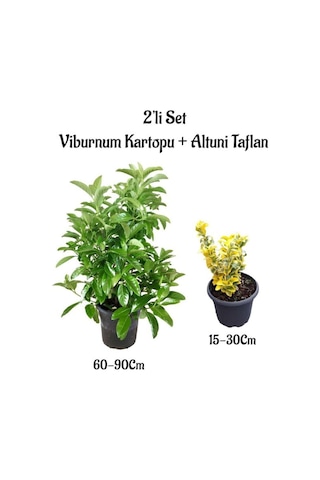 Viburnum Kartopu Çiçeği Fidanı+altuni Taflan 2'li Bahçe Seti Dış Mekan Bitkileri