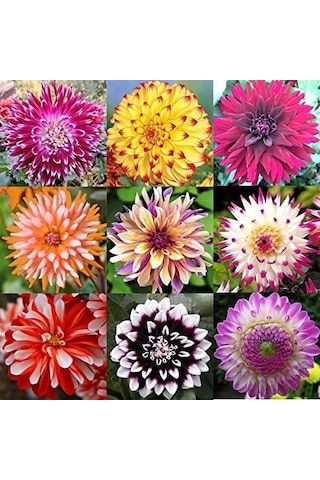 52 Adet Bodur Yıldız Dahlia Çiçeği Yumrusu Karışık12 Renk .yumru Boyu 9 Cm . Yeni Mahsul.çiçekli Boyu 45 Cm.