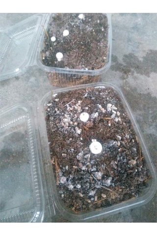 Kültür Mantarı Tohumu Ekili Deneme Hobi Kiti