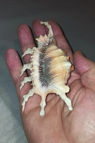 Scorpion Conch Akrep Deniz Kabuğu 10sc