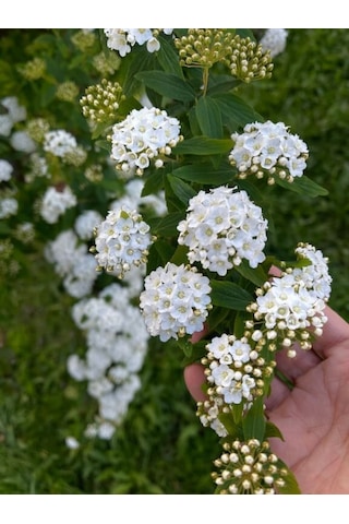 Keçi Sakalı Fidanı 60-80 Cm Boy Gösterişli Çiçekli Bahçe Bitkisi