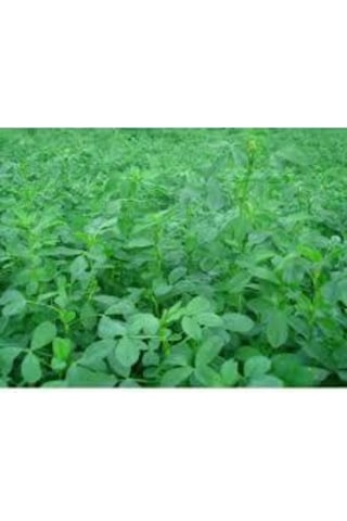 Osm Elçi Sunter Yonca Tohumu Tohum 10 Kg