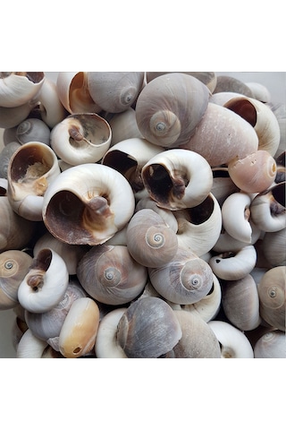 Tahtakale Toptancı Moonshell Brown Kiloluk Deniz Kabuğu 1 Kg