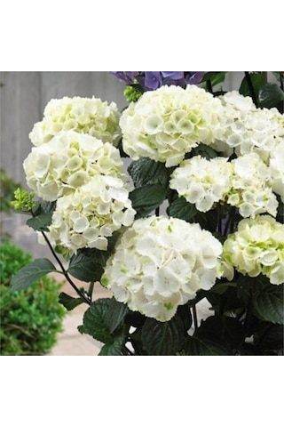 4 Adet Kırmızı,pembe,mor,beyaz Ortanca Çiçeği Fidanı 20-35 Cm Tüplü Çiçekli Bodur Hydrangea