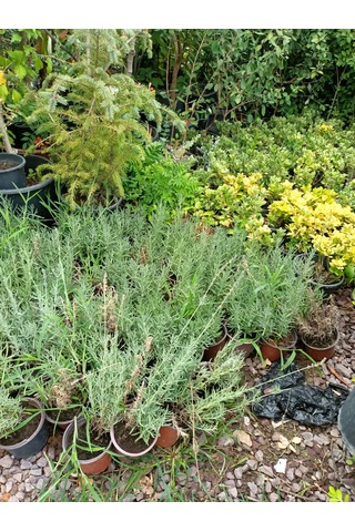 Yeşil Deniz Fidancılık Tüplü Lavanta Fidesi 20-30 Cm 5 Adet