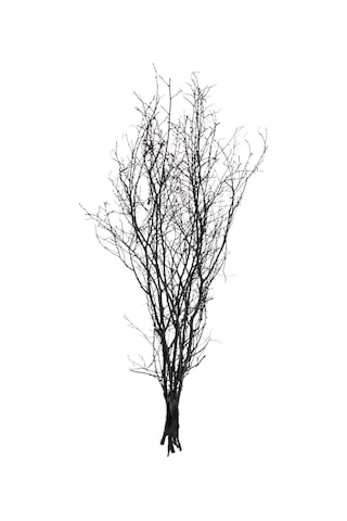 Euro Flora Kuru Bitki Siyah Gürgen Dalı 60 - 80 Cm