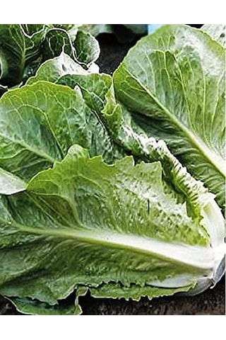 Agrodal Tarım Ata Tohumu Marul Yedıkule 1000 Adet Tohum