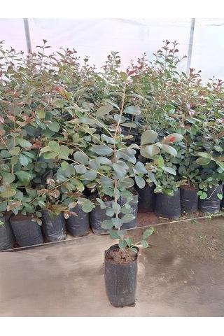 Evgenia Süs Bitkisi 1 Adet Saksılı/tüplü 50-70cm Evgenya Çalısı