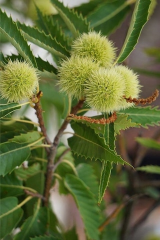 "2 Yaşında Kestane Ağacı Castanea Sativa Fidanı