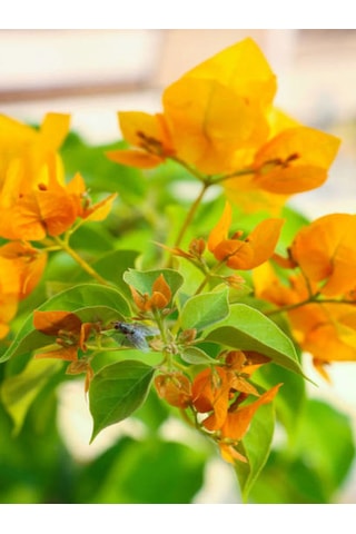 Sarı Begonvil 40 60 Cm 1 Adet Saksılı Çiçekli Iç/ Dış Mekan Bitkisi Bougainvillea Diğer