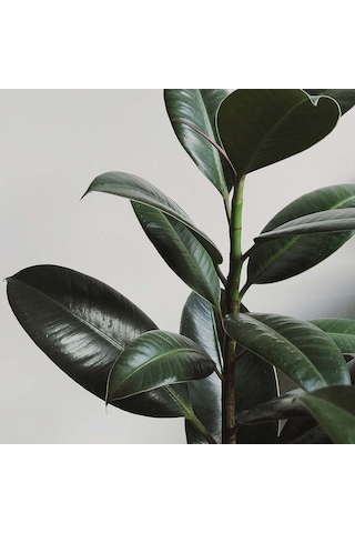 Kauçuk Bitkisi Ficus Elastica 5791
