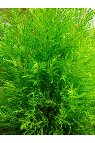 Videolu Kokulu Limon Çamı Limoni Servi 40 50 Cm 1 Adet Saksılı Dış Mekan Ağaç Cupressus Macrocarpa