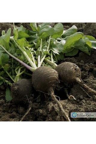 100 Adet Siyah Turp Sebze Tohumu