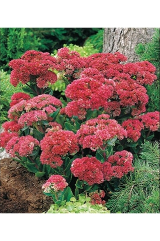 Kuraklığa Ve Soğuğa Dayanıklı Yayılıcı Sedum Munstead Dark Red Taş Çiçeği Soğanı 1 Adet Kuraklığa Ve Soğuğa Dayanıklı Yayılıcı Sedum Munstead Dark Red Taş Çiçeği Soğanı 1 Adet