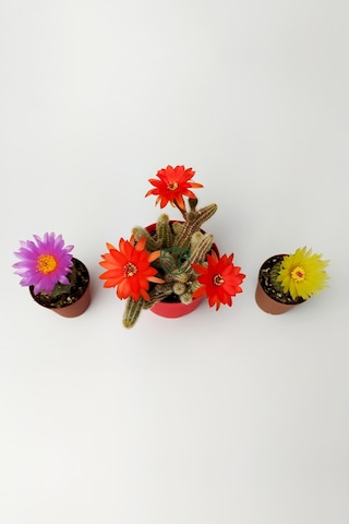 3'lü Çiçekli Kaktüs Set Natocactus Ubelmanianus, EchinopsisChamaecereus, Parodia Buiningii