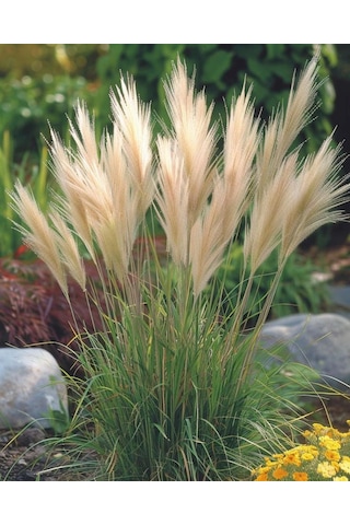 Bahçevilya Stipa Pampas Otu 1-2 Yaş Arası Saksılı 40 Santim Boy