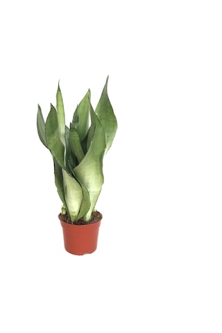 Sansevieria Trifasciata 'Moonshine' (Paşa Kılıcı) Ø8,5 CM H20-25 CM