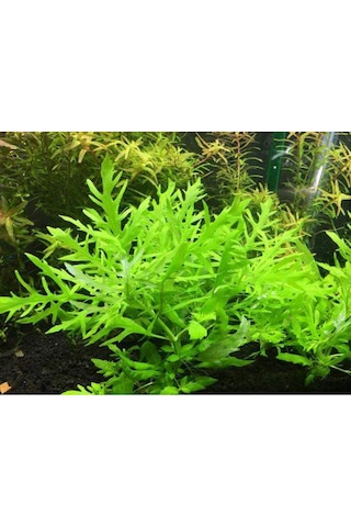 .hygrophila Difformis Çınar 10 Kök