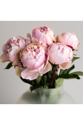Pink Color Peony Pembe Renkli Şakayık Çiçeği Yumrusu 1 Adet