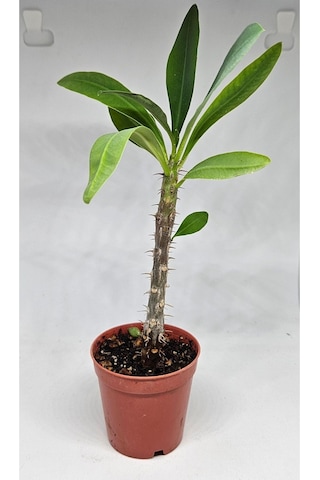 Euphorbia Milii Sarı Çiçek Açan Kaktüs 5,5cm Saksılı-9007685868674