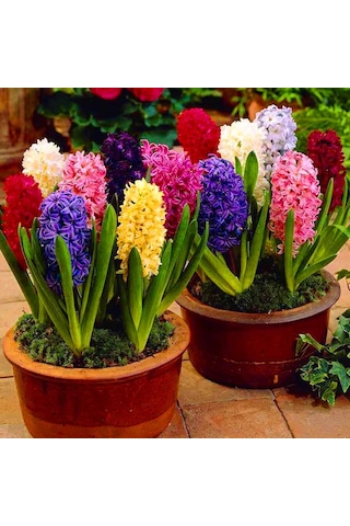 Karışık Renkli Mix Sümbül Hyacinthus Soğanı 3 Adet