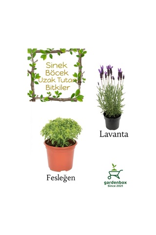 Kokulu Sinek Böcek Kovucu Bitki Seti Lavanta+fesleğen Çiçeği 10-20cm Boylarında